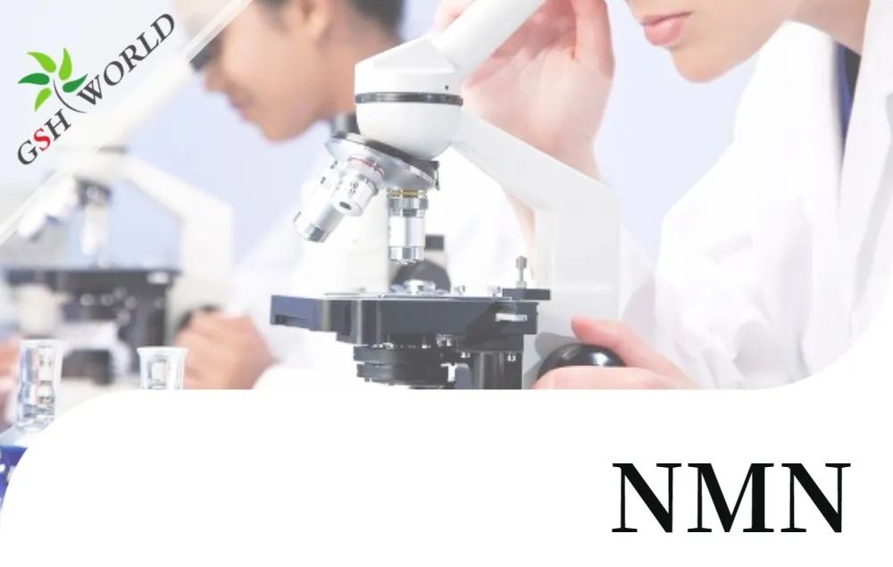 行业关注 - 最新研究长期补充NMN可改善血管健康