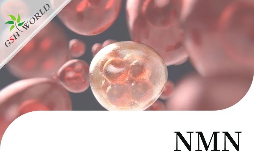 行业关注 - NMN改善 RPE 中碘酸钠引起的细胞衰老和炎症