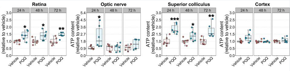 PQQ给药对体内视觉系统组织ATP水平的影响