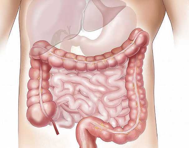 NMN在肠道健康中的作用