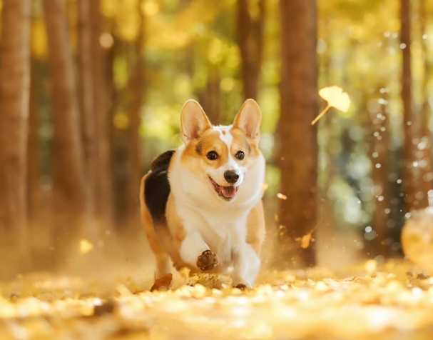 PQQ：改善认知与运动能力