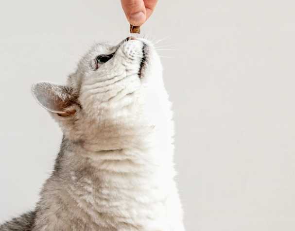 辅酶Q10：促进心血管健康