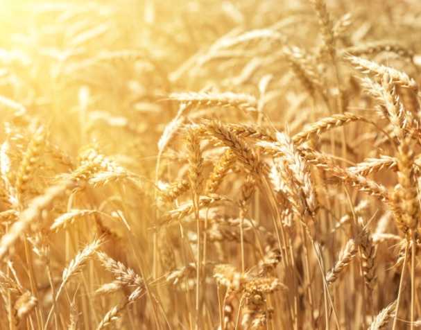 谷胱甘肽在多种非生物胁迫中的作用