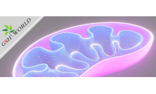 ATP——维持生命的能量基础