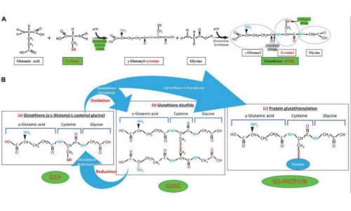 谷胱甘肽在炎症中的作用