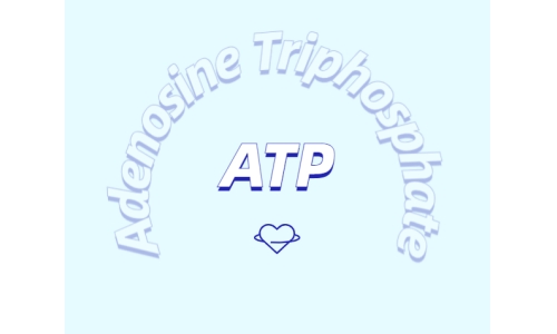 ATP对运动的作用：从力量到心脏